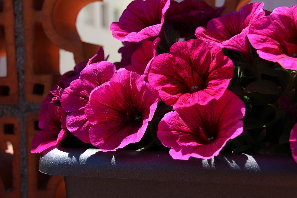 La Magnolia I L'Alzina Apartment Бланес Екстериор снимка